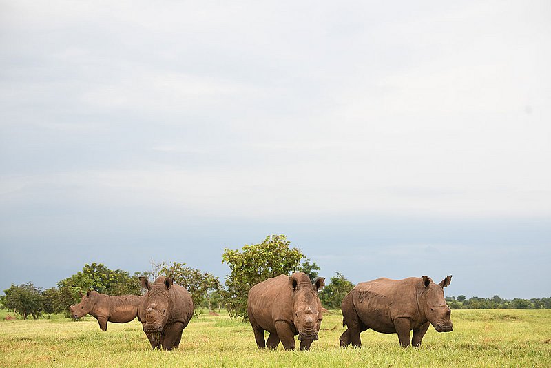 Nashörner im Garamba Nationalpark