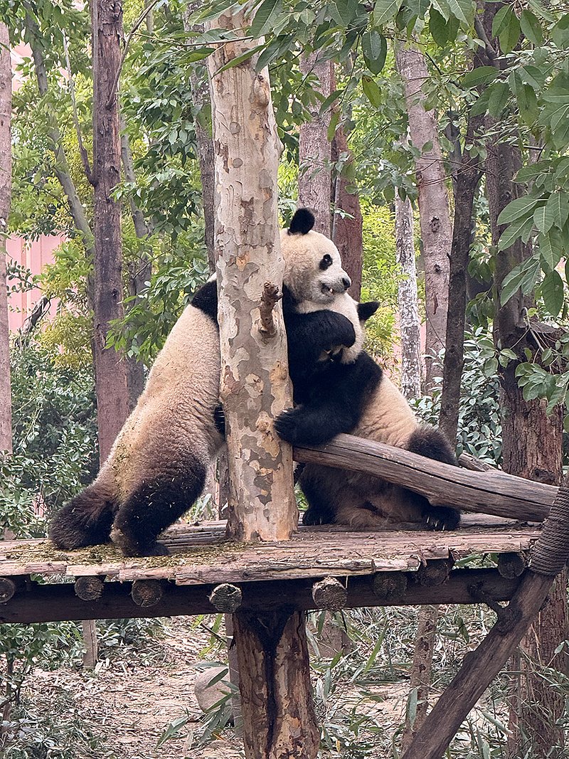 Die Panda-Forschungsstation in Chengdu. (Foto: ZVG)
