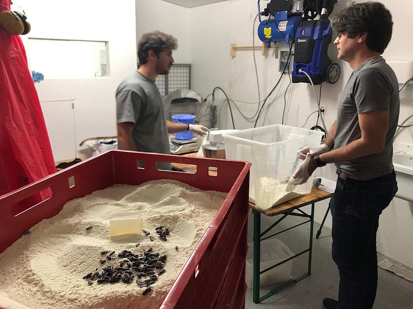 50'000 Käfer für die FFHS Forschung 50'000 Käfer für die FFHS Forschung