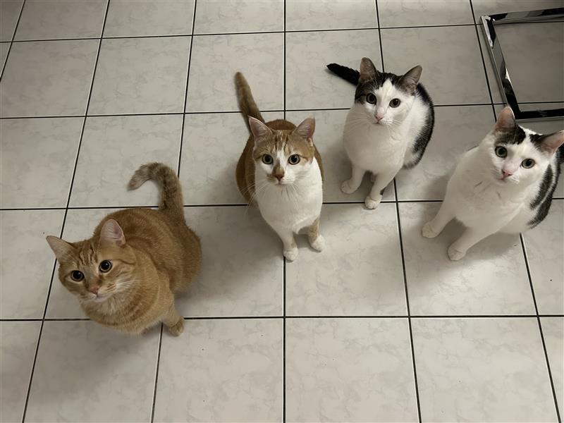 Selbst ins All würde Christof Imhof nicht ohne seine vier treuen Katzen verreisen.